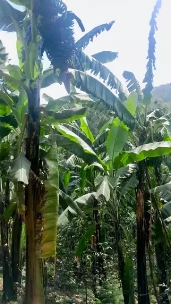 Jean's farm